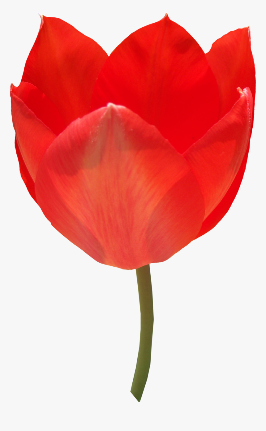 Red Tulip Png Image - Portable Network Graphics, Transparent Png, Free Download