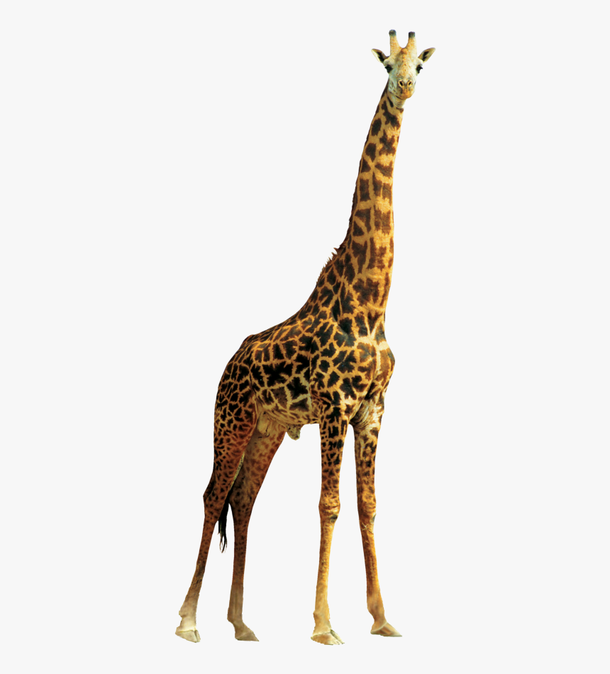 Giraffe Png, Transparent Png, Free Download