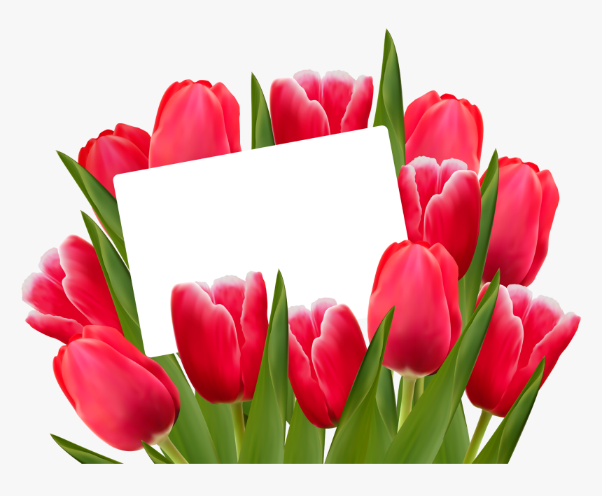 Png Clipart - Transparent Background Tulip Flower Clipart, Png Download, Free Download