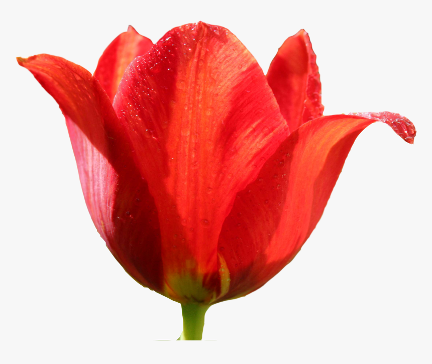 Tulip Png Image - Red Tulip Png, Transparent Png, Free Download