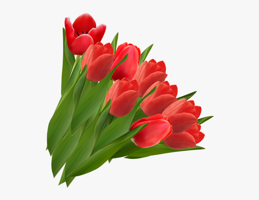 Tulip Flower Vector Line, HD Png Download, Free Download