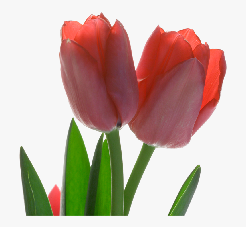 Tulip Red Flower - Sprenger's Tulip, HD Png Download, Free Download