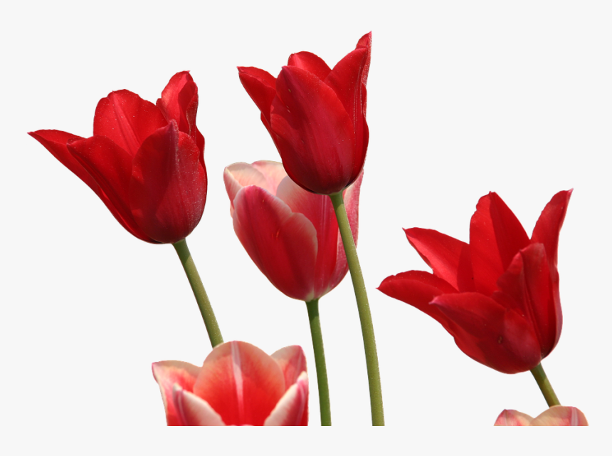 Tulips, Flowers, Garden, Nature, Red, Flora, Plant - Tulip Red Png, Transparent Png, Free Download