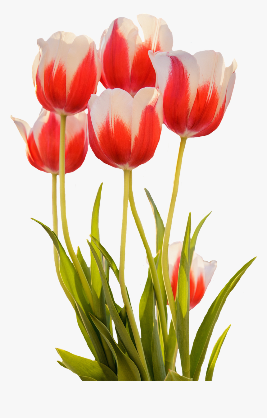 Bunga tulip