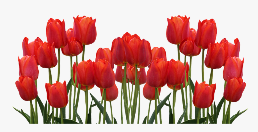 Tulips, Spring, Nature, Flower, Flowers, Red - Good Morning Flowers Download, HD Png Download, Free Download