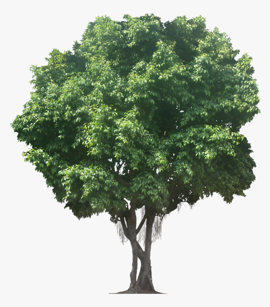 Ficus, Parsley, Objects, Tree Cut Out, Herbs, Plants, - Tree Png Transparent, Png Download, Free Download