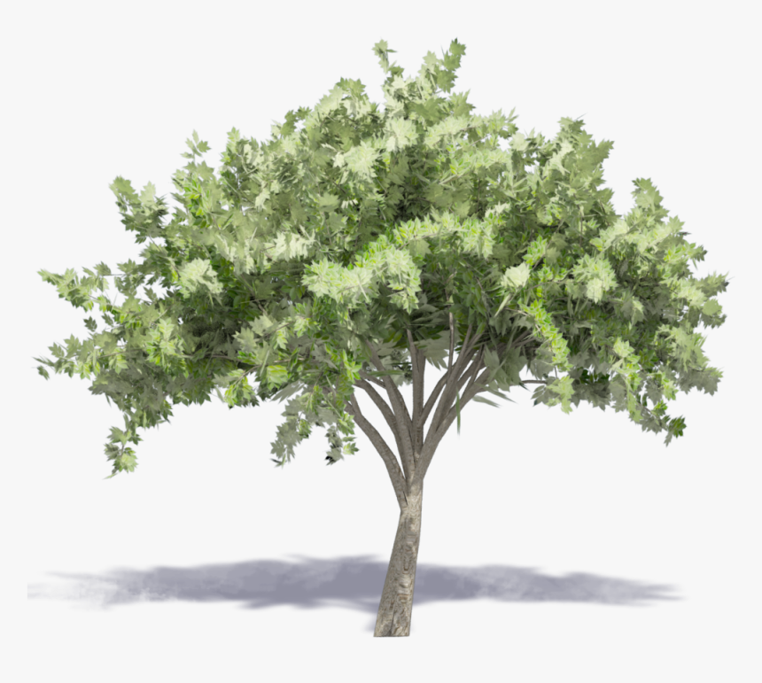Elm Tree 23d View"
 Class="mw 100 Mh 100 Pol Align, HD Png Download, Free Download