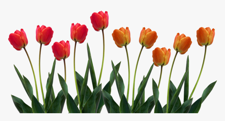 Download Tulip Png Pic - Transparent Tulips, Png Download, Free Download