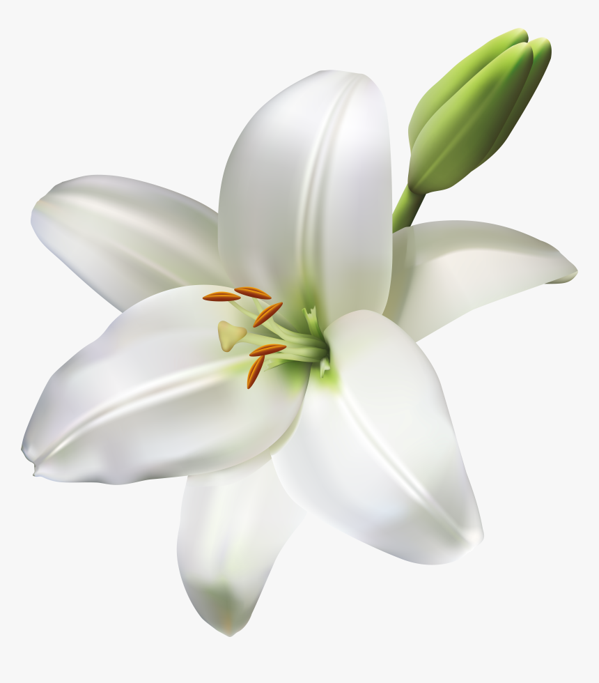 Red Tulip Png, Transparent Png, Free Download