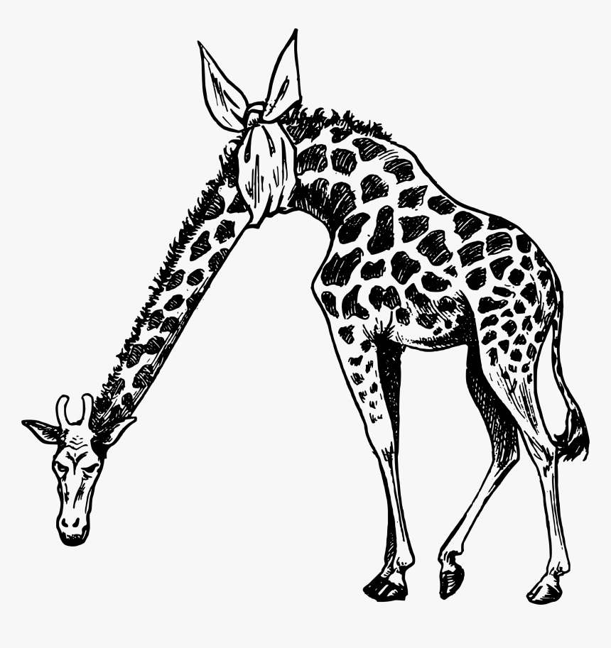 Transparent Giraffe Head Png - Giraffe Icon White .png, Png Download, Free Download