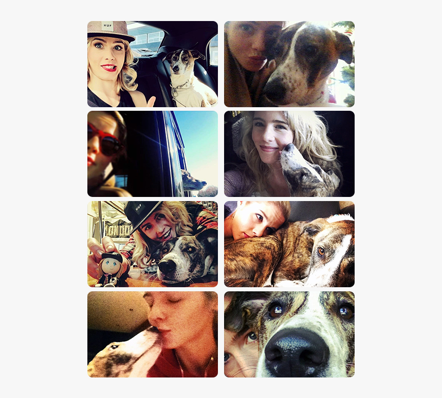 Collage - Companion Dog, HD Png Download, Free Download