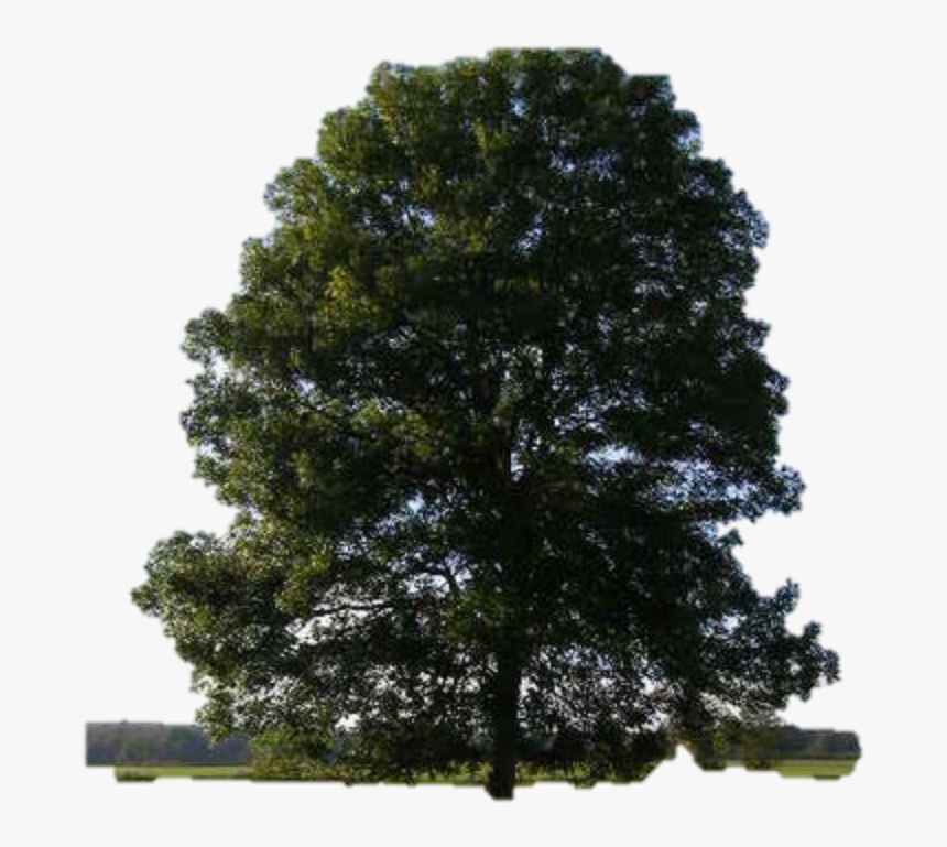 Cedar Elm Eastern Red Cedar Tree Dutch Elm Disease - Tree Tree, HD Png Download, Free Download