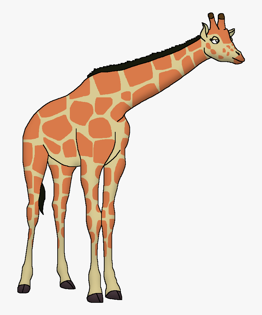 Wildlife Animal Pedia Wiki - Reticulated Giraffe Safari Zoo, HD Png Download, Free Download