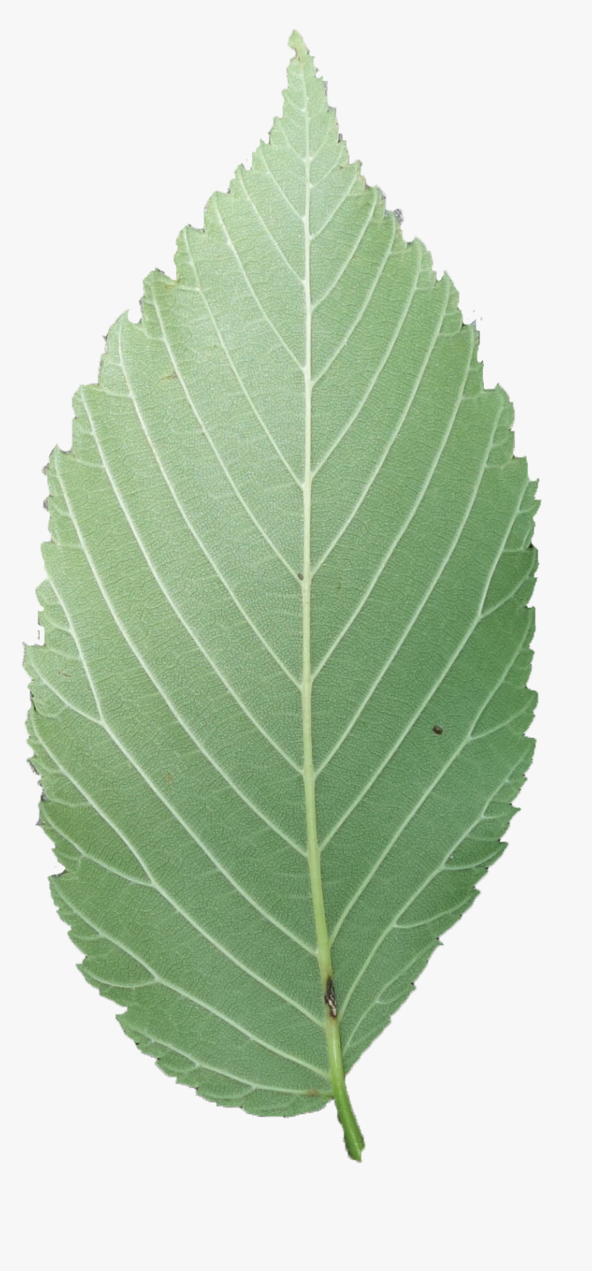 American Elm Leaf Transparent, HD Png Download, Free Download