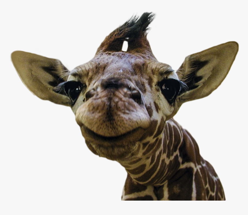 Transparent Baby Giraffe Clipart - Funny Animal Smiley Faces, HD Png Download, Free Download