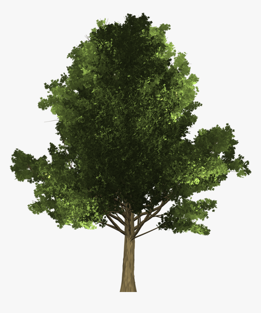 Clip Art Reference Maple - Oak, HD Png Download, Free Download