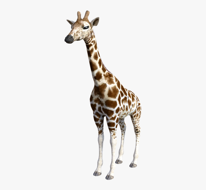 Giraffe, Animals, Africa, Safari, Zoo, Wildlife - Giraffe, HD Png Download, Free Download