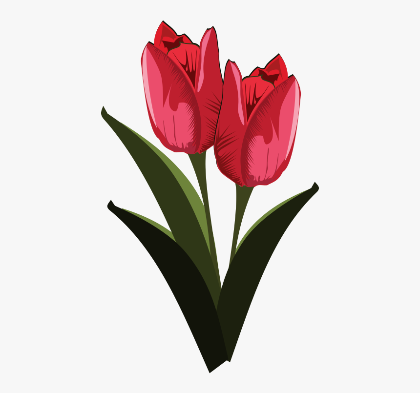 Tulip Free To Use Clip Art - Art Flower, HD Png Download, Free Download
