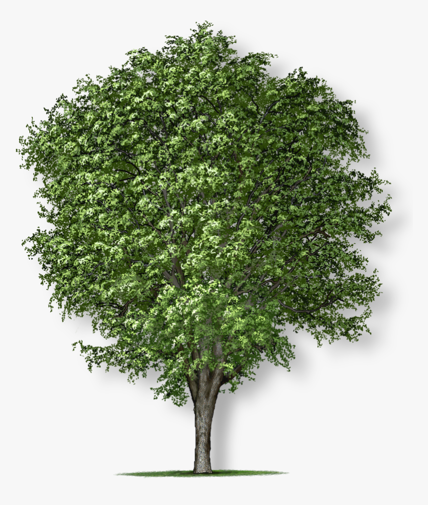 Apple Tree Without Apple, HD Png Download, Free Download