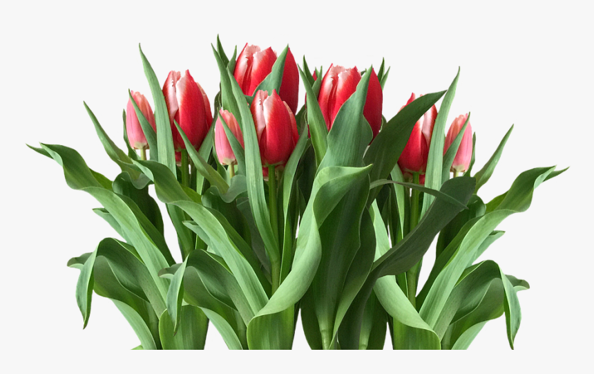 Spring, Tulips, Red Tulips, Easter, Nature - Tulip, HD Png Download, Free Download
