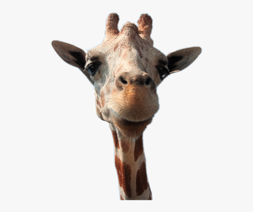 #giraffe #head - Guck Der Himmel Ist Blau, HD Png Download, Free Download