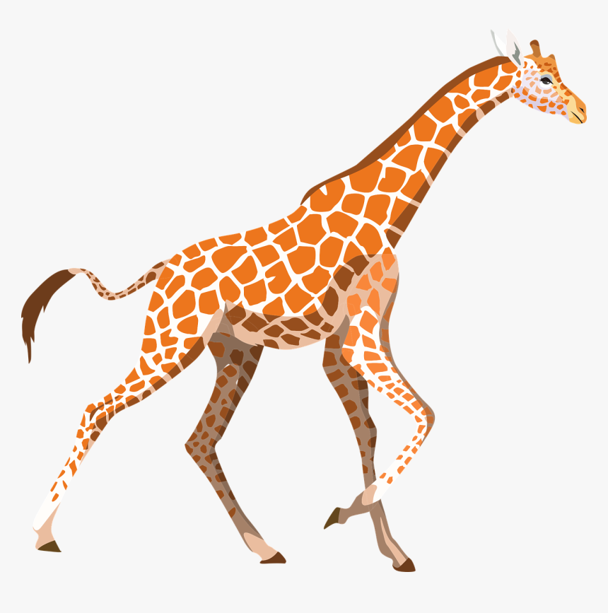 Giraffe Zoo Animal Free Picture - Imagenes De Jirafas Con Png, Transparent Png, Free Download