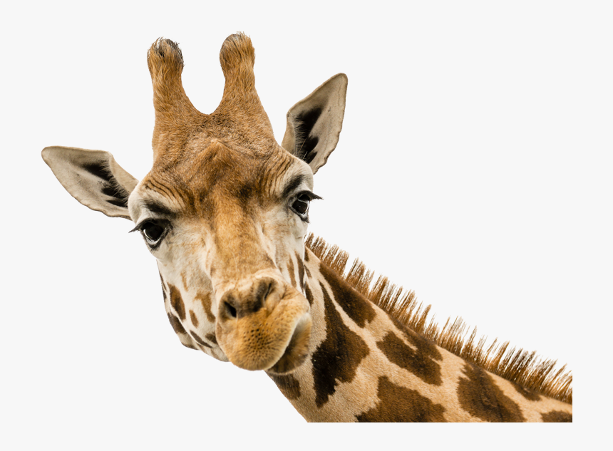 Giraffe Money, HD Png Download, Free Download