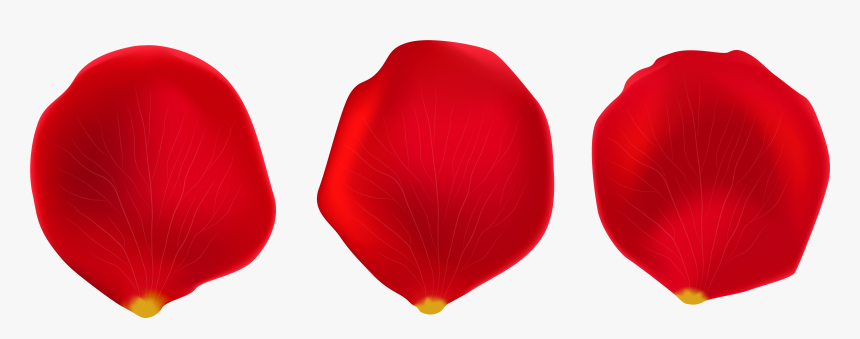 Tulip - Png Rose Petals Transparent, Png Download, Free Download