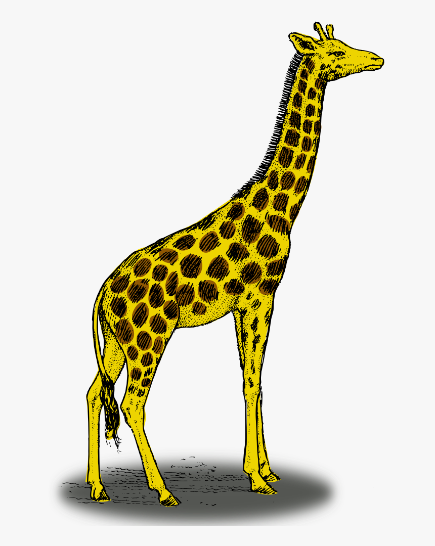 Colored Giraffe - Giraffe Side View Drawing, HD Png Download - kindpng