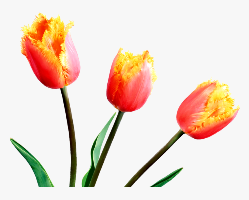 Spring Tulips Spring Flowers, Tulips, Clip Art, Tulips - Tulip, HD Png Download, Free Download