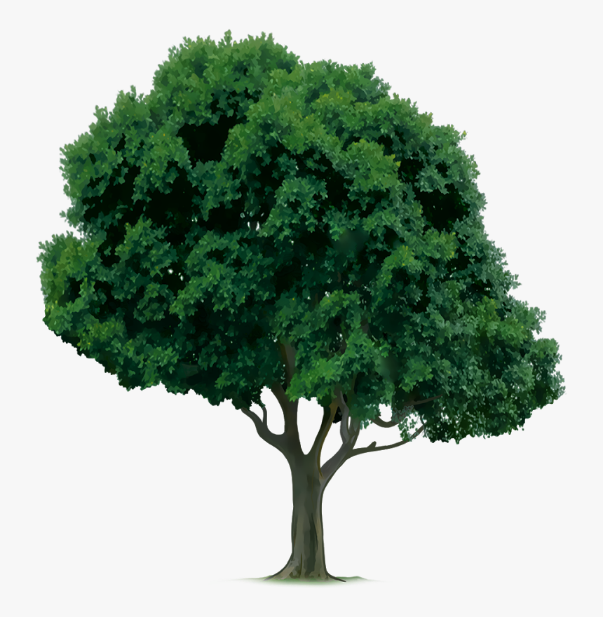 Drawings Of Trees, HD Png Download, Free Download