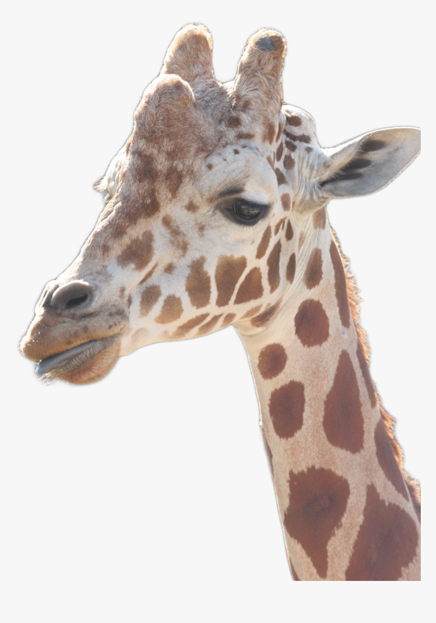 Giraffe, HD Png Download, Free Download