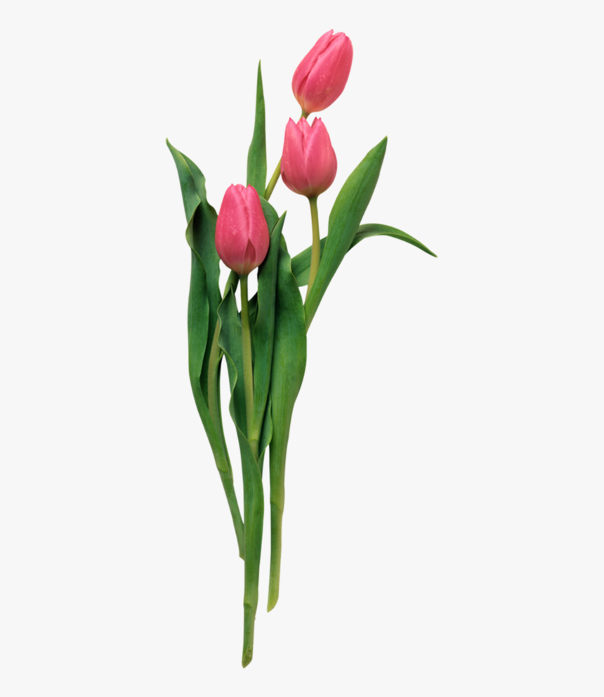 Flower Animation, HD Png Download, Free Download