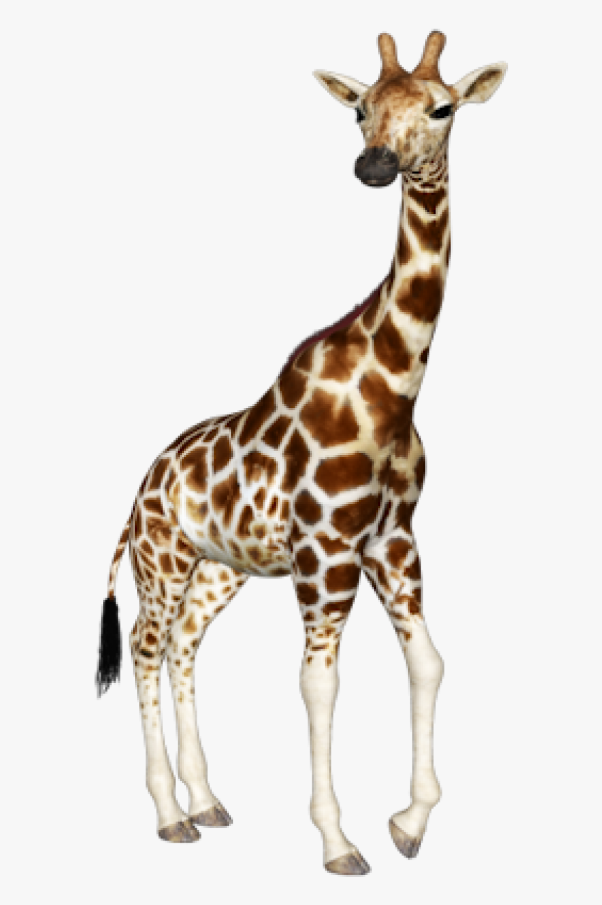 Giraffe Free Png Image Download, Transparent Png, Free Download