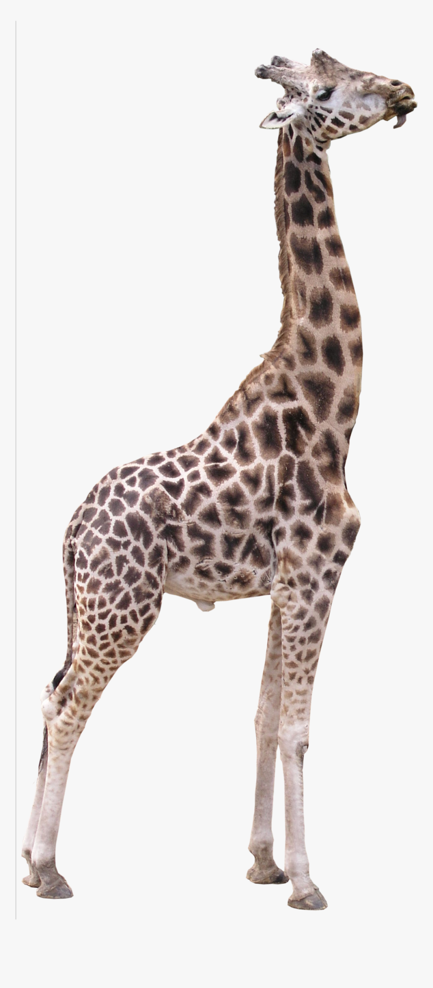 Giraffe Png Transparent Background - Giraffe Png, Png Download, Free Download