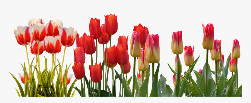 Hyacinth Flower Equinox Spring Tulip International - Tulip Flower Garden Png, Transparent Png, Free Download