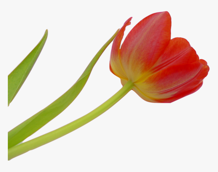 Tulip, Blossom, Bloom, Flower, Spring, Plant, Nature - Flor Tulipa Png, Transparent Png, Free Download