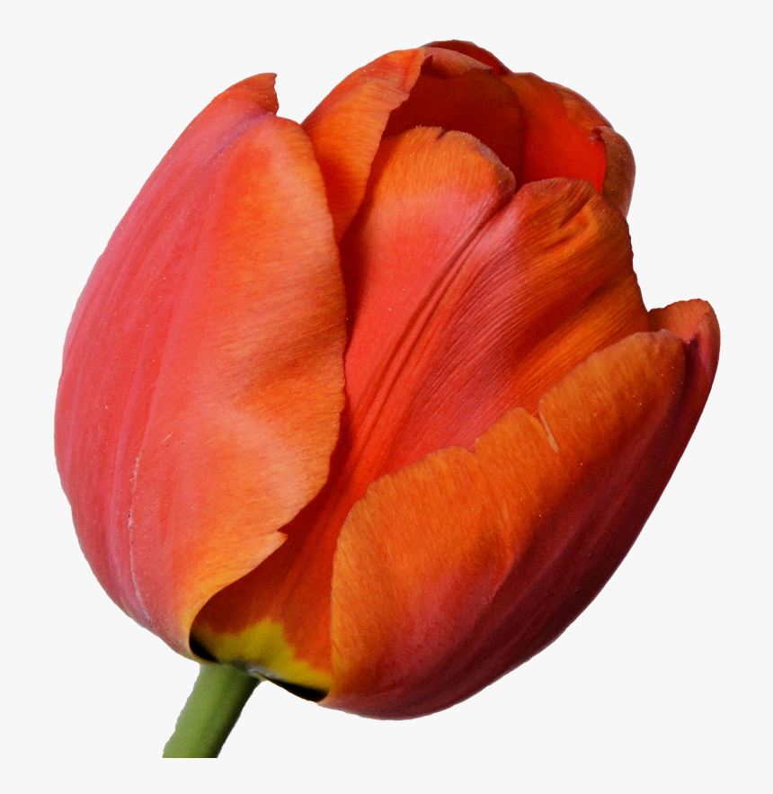 Vajilla Tulipan Authentic, 54% OFF 
