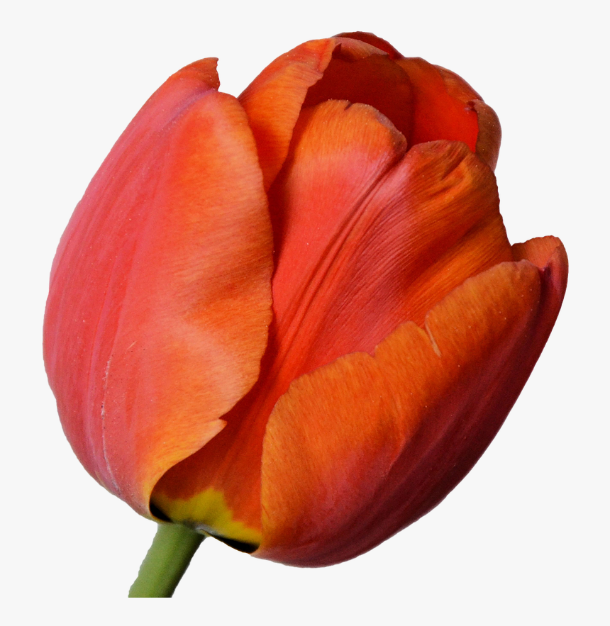 Tulipan Naranja Png, Transparent Png, Free Download