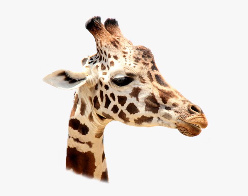 #giraffe #giraffes #giraffesticker #girafe #animals - Giraffe Gift, HD Png Download, Free Download