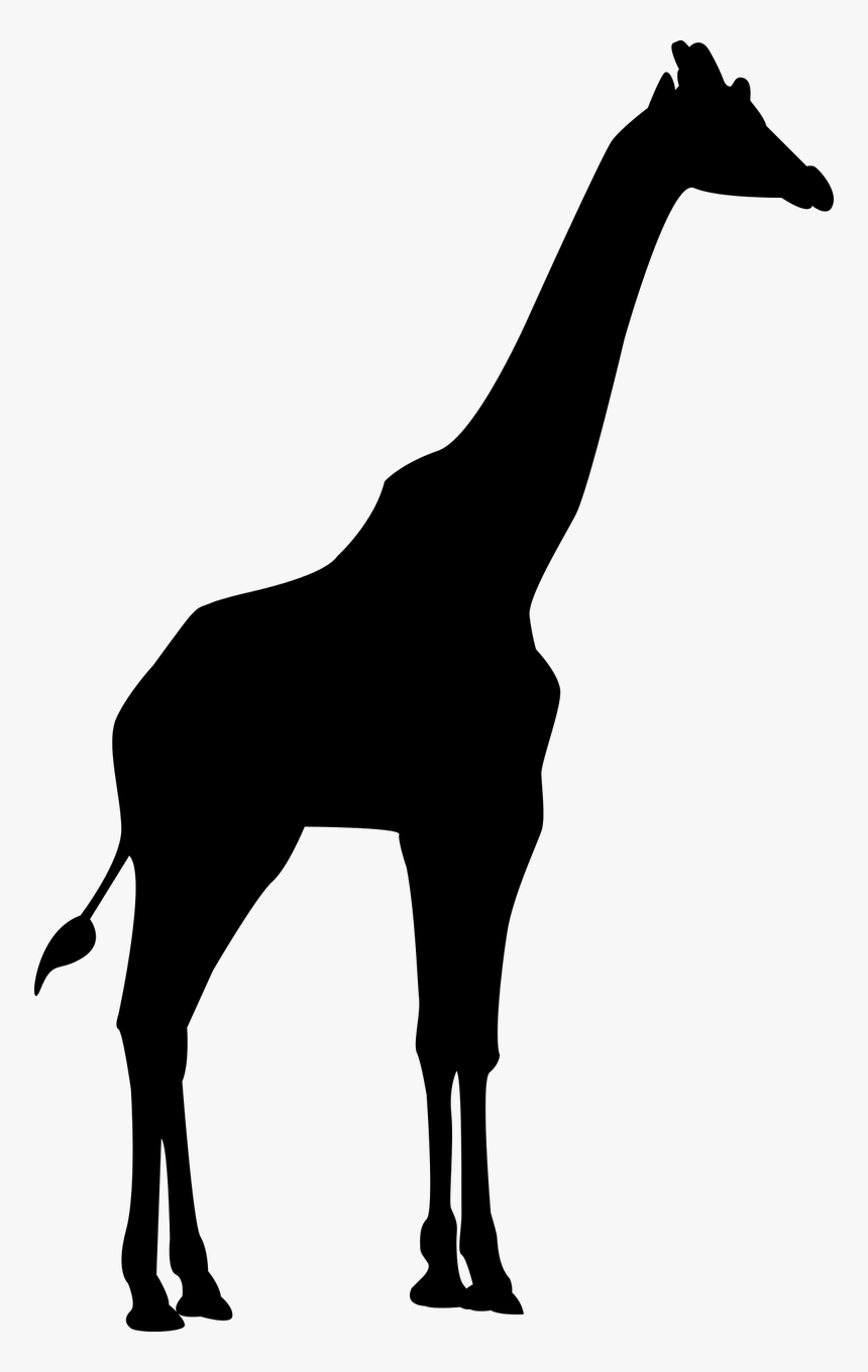 Giraffe, Africa, Zoo, Wilderness, Animal, Wild Animal - Transparent Giraffe Silhouette Clipart, HD Png Download, Free Download