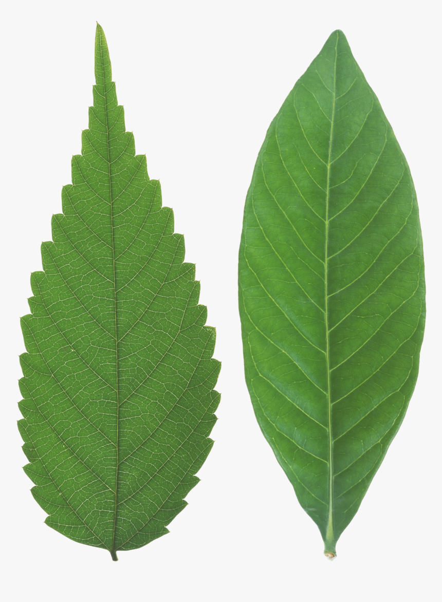 Siberian-elm - Leaf Png, Transparent Png, Free Download
