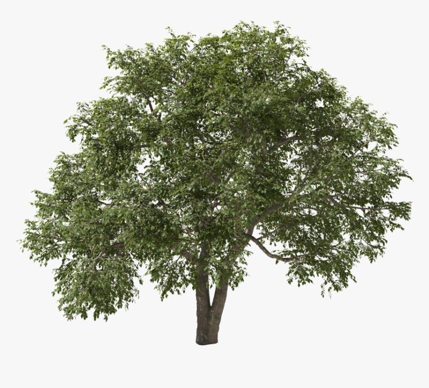 River Birch, HD Png Download, Free Download