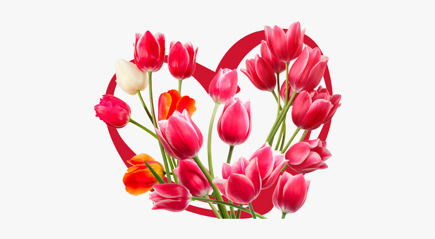 #heart #hearts #red #tulip #tulips - Sprenger's Tulip, HD Png Download, Free Download