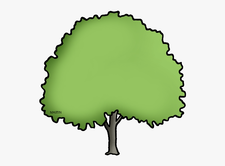 Tree Clipart Clipart Elm Tree - Massachusetts State Tree Drawing, HD Png Download, Free Download