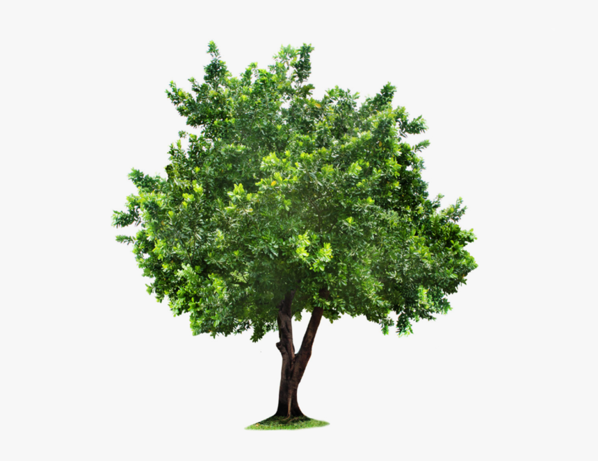 Transparent Background Png Trees, Png Download, Free Download