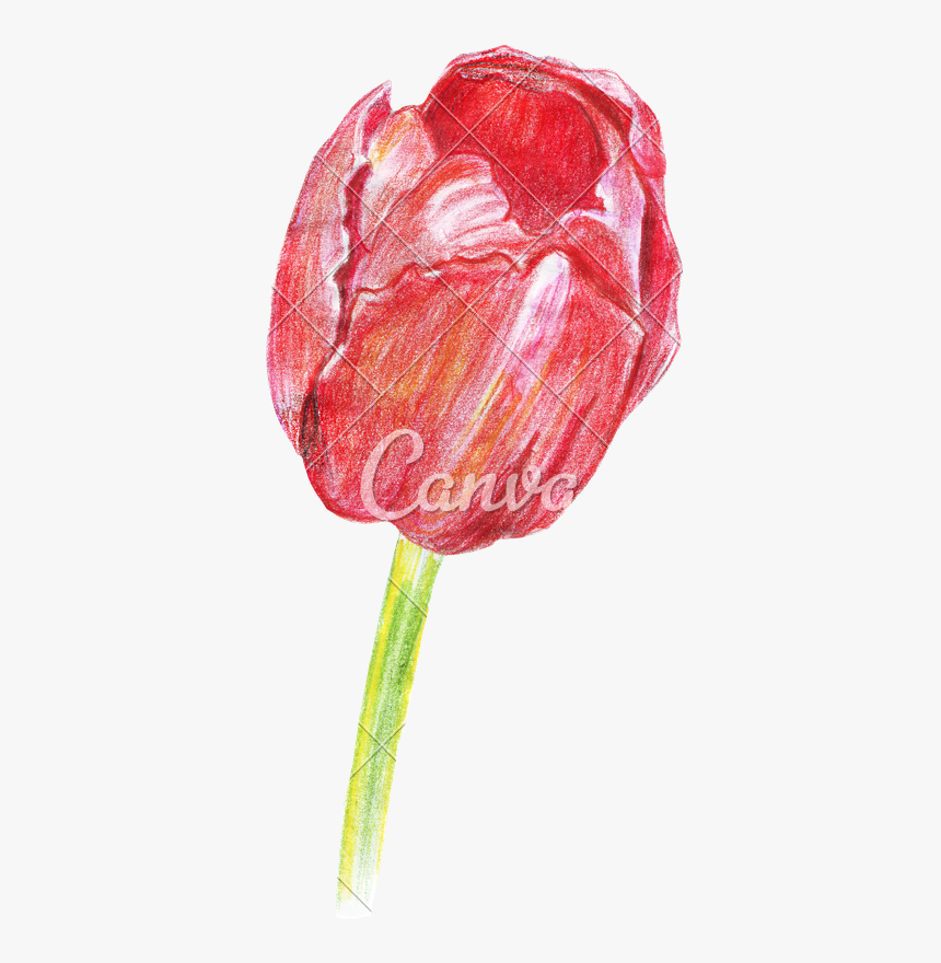 Hand Drawing Of Colored Pencils Watercolor Tulip - Realistic Color Pencil Rose Drawing, HD Png Download, Free Download