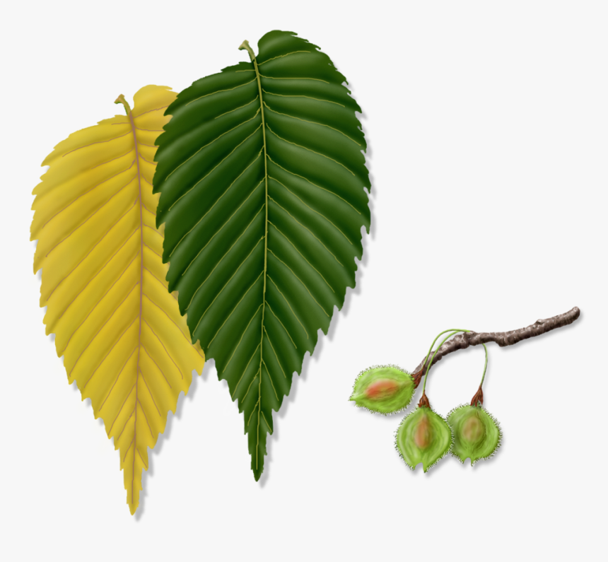 Ulmus Alata, HD Png Download, Free Download