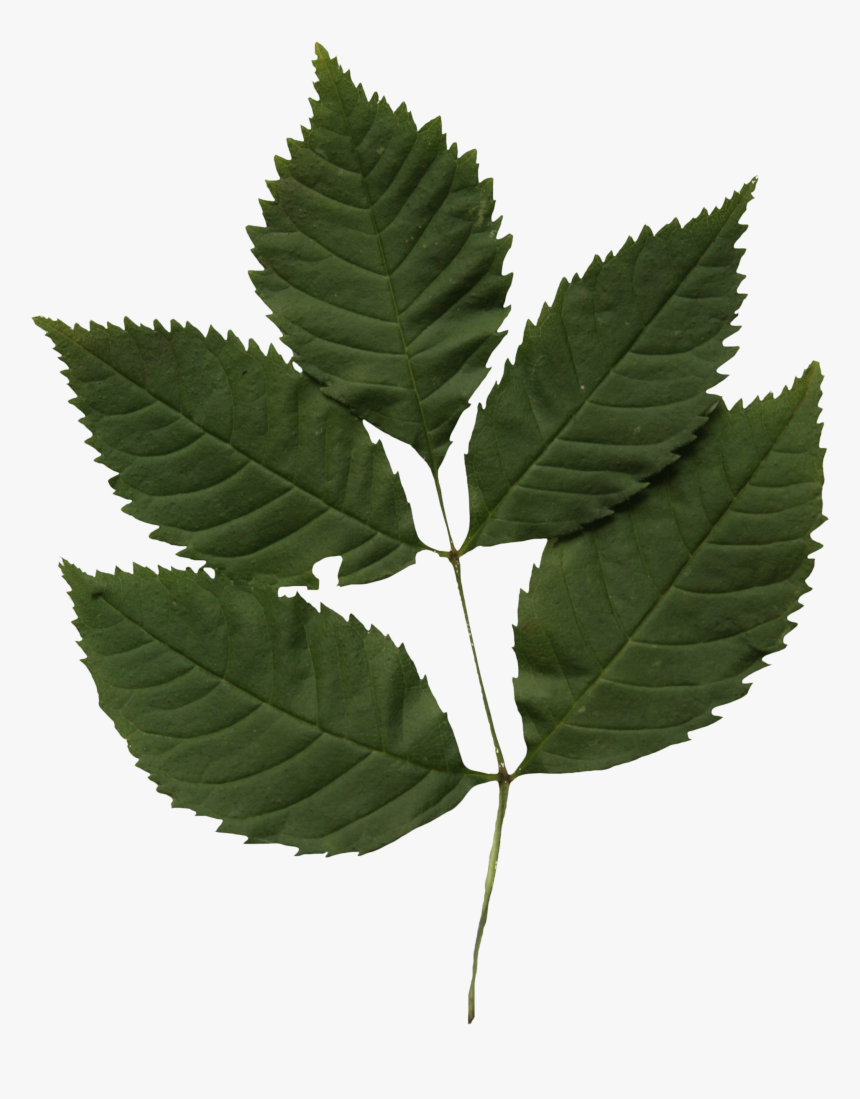 Smooth Sumac, HD Png Download, Free Download