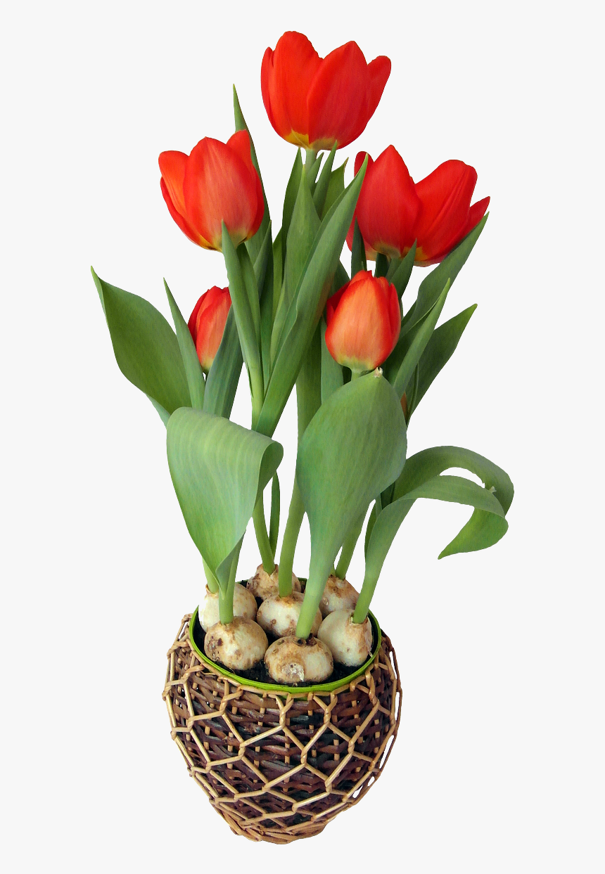 Flower In A Pot Png, Transparent Png, Free Download